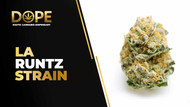 LA Runtz Strain Effects, Flavor Profile & Potency Guide