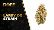 Larry OG Strain Review: Flavor, Effects & Potency Guide