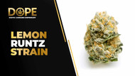 Lemon Runtz Strain Review: Citrus Flavor & Effects