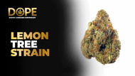 Lemon Tree Strain Review | Citrus Flavor & Effects