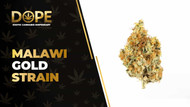 Malawi Gold Strain Review: Energetic African Sativa