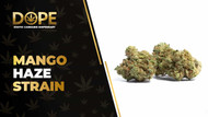 Mango Haze Strain Review: Sweet Mango & Uplifting Effects