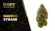 Mango Strain Review: Tropical Flavour & Relaxing Effects