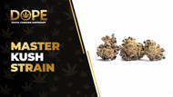 Master Kush Strain Review: Classic Calm & Relaxation