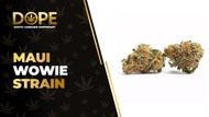 Maui Wowie Strain: Effects, Flavor & THCA Flower