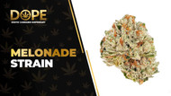 Melonade Strain Review: Sweet Flavour & Uplifting Effects