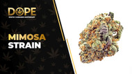 Mimosa Strain Review: Citrus Flavor & Uplifting High