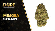 Mimosa Strain Review: Citrus Flavor & Uplifting Effects