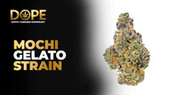 Mochi Gelato Strain Review | Flavor, Effects & Grow Guide