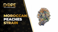 Moroccan Peaches Strain: Flavor, Effects & Genetics