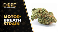 Motor Breath Strain Review: Potent Diesel & Relaxation