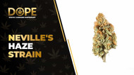 Neville's Haze Strain Review: Citrus & Uplifting Effects