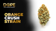 Orange Crush Strain: Citrus Energy & Creative High Orange Crush Strain: Citrus Energy & Creative High