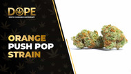 Orange Push Pop Strain Review: Citrus Flavour & Effects