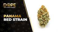 Panama Red Strain Review: Classic Energetic Sativa