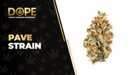 Pave Strain Review: Potent Effects, Flavor & THC Profile