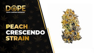 Peach Crescendo Strain Review: Flavor & Potent Effects