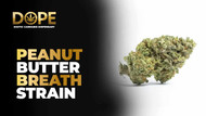 Peanut Butter Breath Strain Review | Effects & Flavor