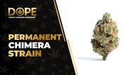 Permanent Chimera Strain: Flavor, Effects & THCA Flower