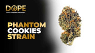 Phantom Cookies Strain 2025: Flavor, Effects & Grow Tips