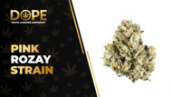 Pink Rozay Strain Review: Flavor, Effects & THC Guide