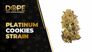 Platinum Cookies Strain Review: Flavor, Effects & THC