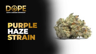 Purple Haze Strain Review | Effects, Flavor & Grow Guide