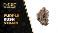 Purple Kush Strain Review: Deep Relaxation & Flavor