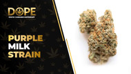 Purple Milk Strain Review: Sweet Berry Flavour & Effects