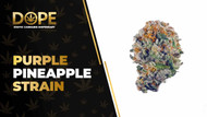 Purple Pineapple Strain Review: Sweet Tropical Flavour