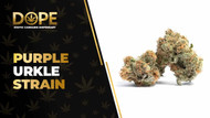 Purple Urkle Strain: Flavor, Effects & THCA Flower