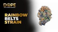 Rainbow Belts Strain Review | Candy Flavor & Effects