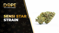 Sensi Star Strain: Effects, Flavor & THCA Flower