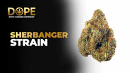 Sherbanger Strain Review | Gassy Flavor & Potent Effects