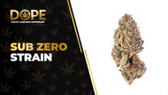 Sub Zero Strain: Genetics, Flavor, Effects & THCA Flower