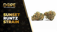 Sunset Runtz Strain Review: Creamy Citrus Bliss Hybrid
