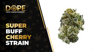 Super Buff Cherry Strain: Flavor, Effects & THCA Flower