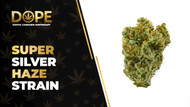 Super Silver Haze Strain: Citrus Flavour & Uplifting Effects