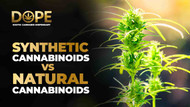 Synthetic Cannabinoids vs Natural Cannabinoids: What’s the Difference? Synthetic Cannabinoids vs Natural Cannabinoids: What’s the Difference?