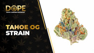 Tahoe OG Strain Review: Potent Relaxing OG Classic