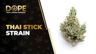 Thai Stick Strain Review: Tropical Legendary Sativa