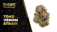 Toad Venom Strain Review: Potent Effects & Bold Flavour