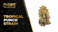 Tropical Punch Strain: Sweet Flavour & Uplifting Effects