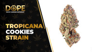 Tropicana Cookies Strain Review: Citrus Hybrid High