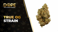 True OG Strain Review: Flavor, Effects & THC Guide
