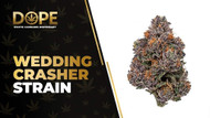 Wedding Crasher Strain: Sweet Flavor & Uplifting High