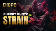 Cherry Runtz Strain: A Comprehensive Guide and Review