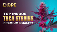 Explore Top Indoor THCA Flower Strains - Premium Quality