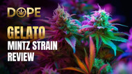 Gelato Mintz Strain Review: Effects, Flavor, & Growing Tips