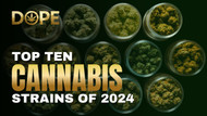 Top Ten Cannabis Strains of 2024